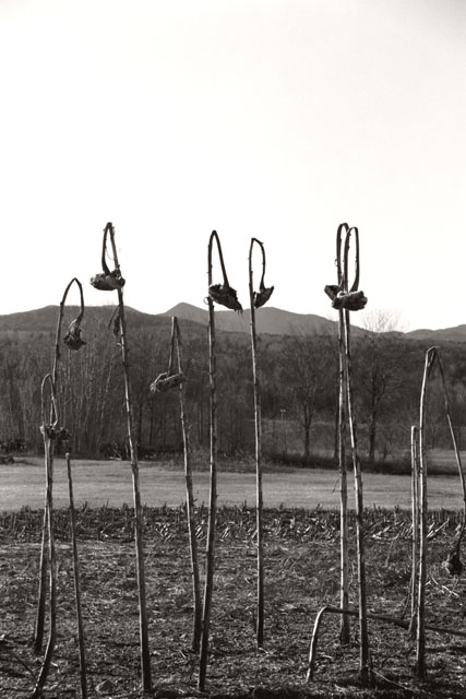 Sunflower Swingset